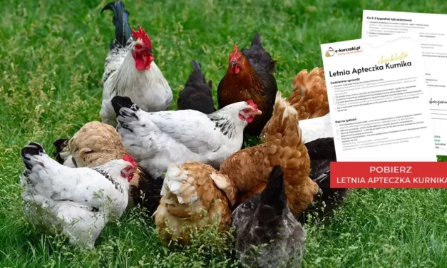 CHECK LISTA Letnia Apteczka Kurnika