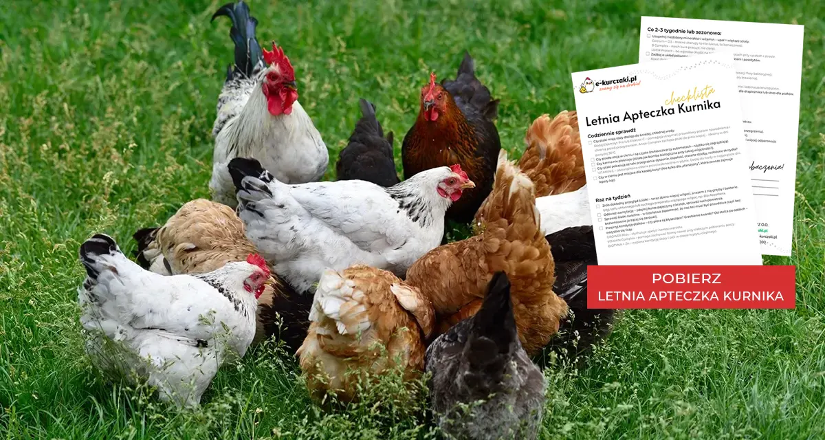 CHECK LISTA Letnia Apteczka Kurnika
