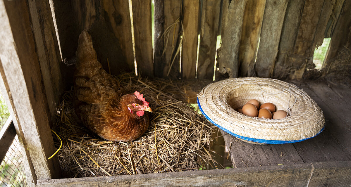 Dlaczego regularna wymiana ściółki jest ważna dla zdrowia drobiu?