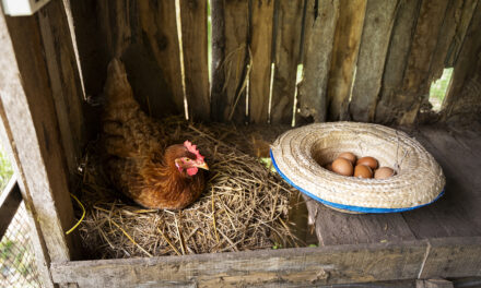 Dlaczego regularna wymiana ściółki jest ważna dla zdrowia drobiu?