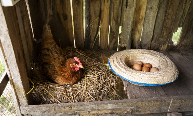 Dlaczego regularna wymiana ściółki jest ważna dla zdrowia drobiu?