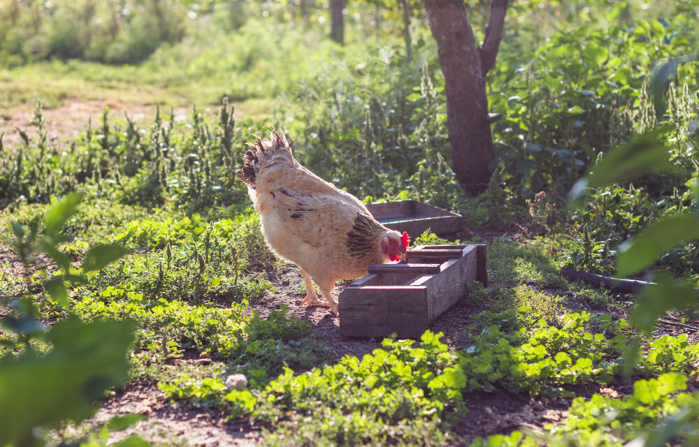 Jak rozpocząć hodowlę kur w przydomowym ogródku?