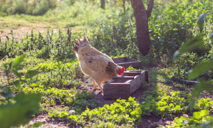 Jak rozpocząć hodowlę kur w przydomowym ogródku?