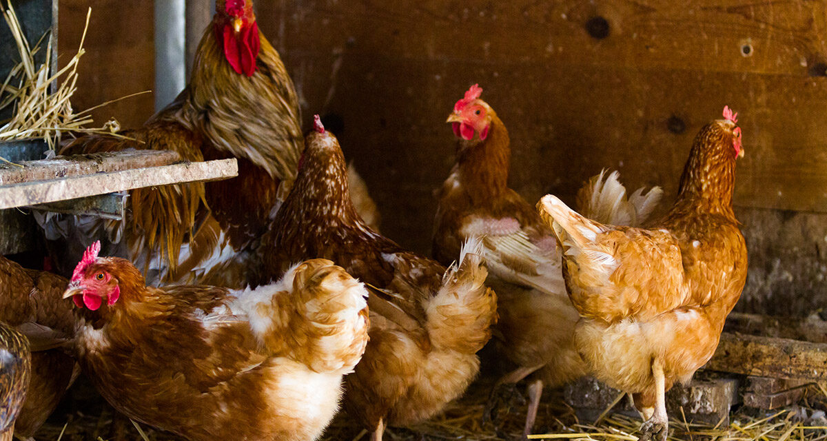 Rola kwasów tłuszczowych omega-3 w diecie kur: Jak wpływają na zdrowie?