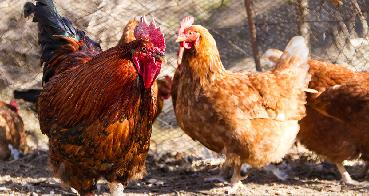 Naturalne metody leczenia biegunki u kur: Zioła i suplementy w walce z problemami trawiennymi