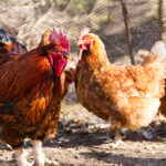 Naturalne metody leczenia biegunki u kur: Zioła i suplementy w walce z problemami trawiennymi