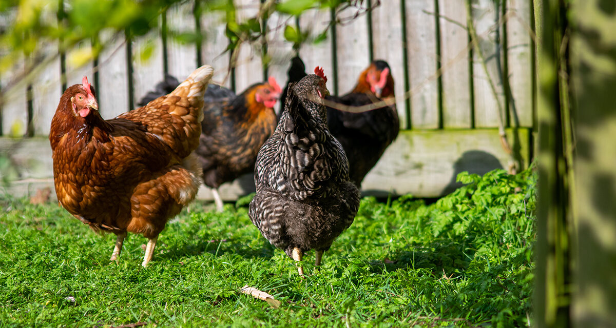 Od pola do stołu: Jak ekologiczna produkcja drobiu wpływa na zdrowie i środowisko?