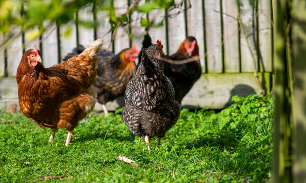 Od pola do stołu: Jak ekologiczna produkcja drobiu wpływa na zdrowie i środowisko?