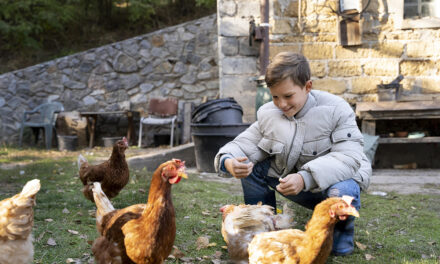 Podstawy żywienia drobiu: Kluczowe składniki odżywcze i ich rola w hodowli