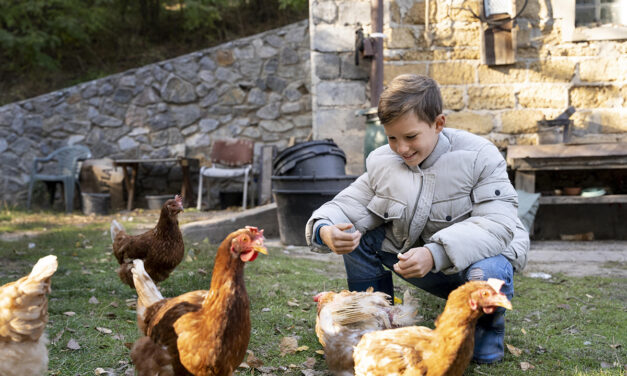 Podstawy żywienia drobiu: Kluczowe składniki odżywcze i ich rola w hodowli