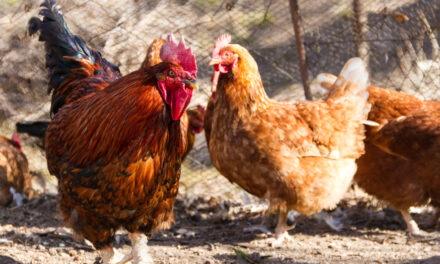 Podstawy żywienia drobiu: Co warto wiedzieć na początku?