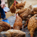 Profilaktyka biegunki u drobiu: Jak zapobiegać problemom trawiennym w hodowli?