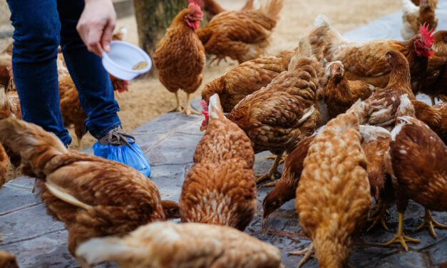 Profilaktyka biegunki u drobiu: Jak zapobiegać problemom trawiennym w hodowli?