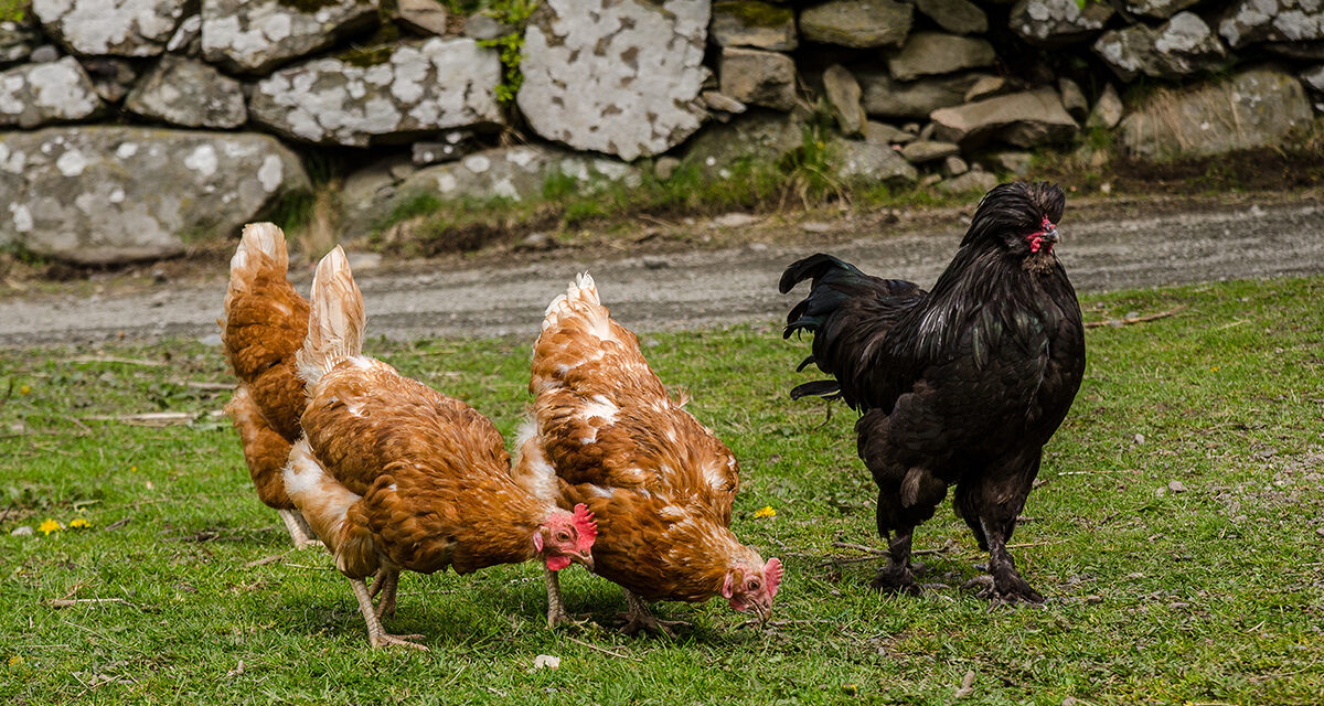 Różne rasy kur w jednym stadzie – jak je właściwie połączyć i hodować?