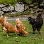 Różne rasy kur w jednym stadzie – jak je właściwie połączyć i hodować?