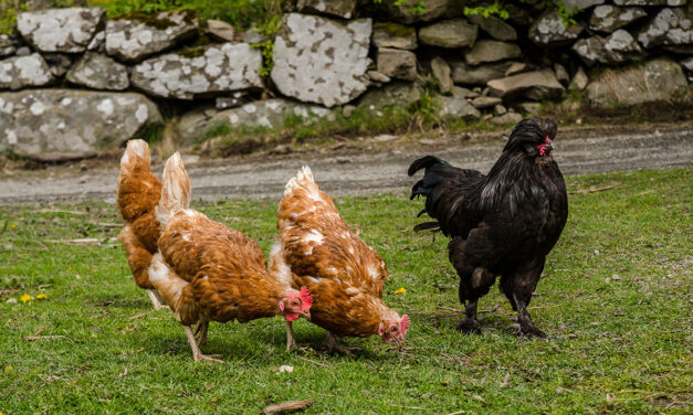 Różne rasy kur w jednym stadzie – jak je właściwie połączyć i hodować?