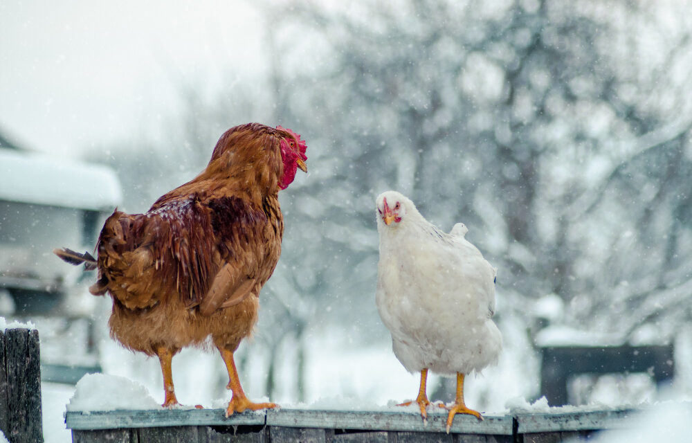 Sezonowość chowu drobiu: Jak przygotować stado na zimę?