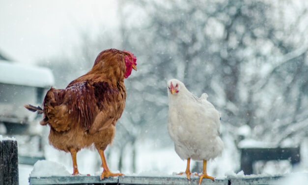 Sezonowość chowu drobiu: Jak przygotować stado na zimę?