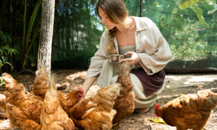 Znaczenie białek i tłuszczy w diecie kur: Jak wpływają na zdrowie stada?