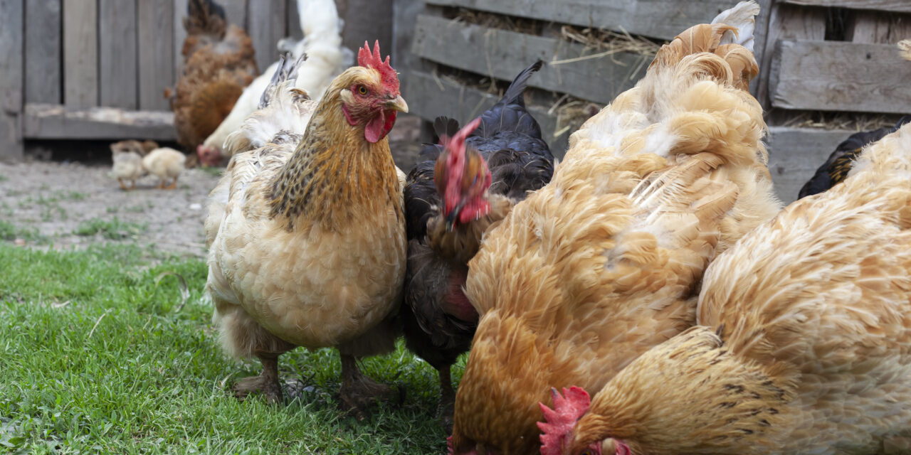 Żywienie a zdrowie nóg drobiu: Jak dieta wpływa na ryzyko kulawizny?