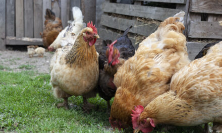 Żywienie a zdrowie nóg drobiu: Jak dieta wpływa na ryzyko kulawizny?