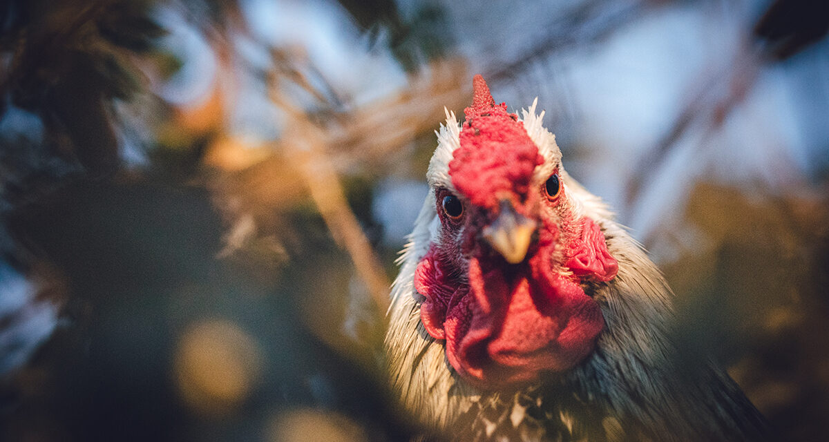 Znaczenie białka w diecie drobiu: Jak wybrać najlepsze źródła pasz wysokobiałkowych?