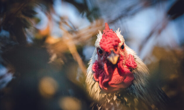 Znaczenie białka w diecie drobiu: Jak wybrać najlepsze źródła pasz wysokobiałkowych?