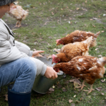 Elektrolity dla kur: Klucz do zdrowia i wydajności hodowli drobiu