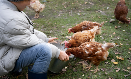Elektrolity dla kur: Klucz do zdrowia i wydajności hodowli drobiu