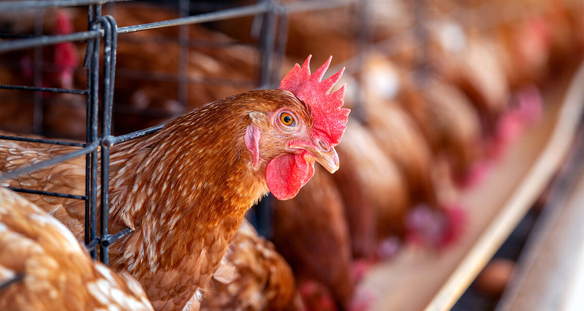 Jak chronić kury przed ptasia grypą – skuteczne metody zapobiegania I leczenia