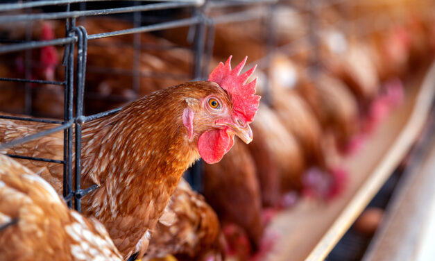 Jak chronić kury przed ptasia grypą – skuteczne metody zapobiegania I leczenia