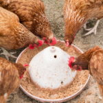 Jakie są optymalne proporcje składników odżywczych w paszach dla drobiu?