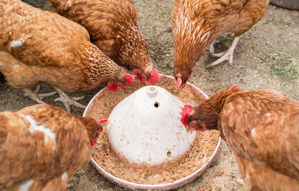 Jakie są optymalne proporcje składników odżywczych w paszach dla drobiu?