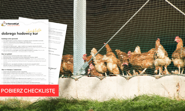 Checklista dobrego hodowcy kur