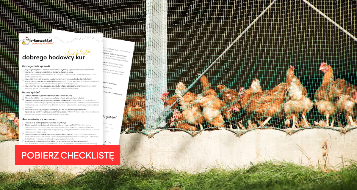 Checklista dobrego hodowcy kur