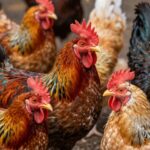 My Pet Chicken Prezentuje Wyjątkowe Rasy Kur – Dostępne Tylko u Nas!