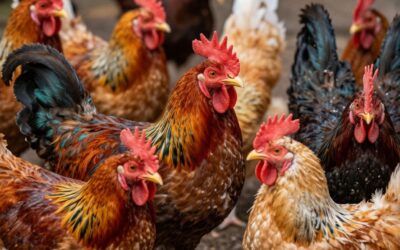 My Pet Chicken Prezentuje Wyjątkowe Rasy Kur – Dostępne Tylko u Nas!