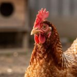 Kiedy i Jak Odrobaczać Kury? Kluczowe Wskazówki dla Hodowców