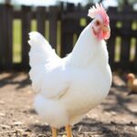 Kury Leghorn: Niezawodne Nioski z Elegancją