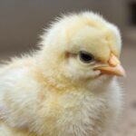 Biegunka u drobiu: Kompleksowy przewodnik po przyczynach, objawach i skutecznym leczeniu