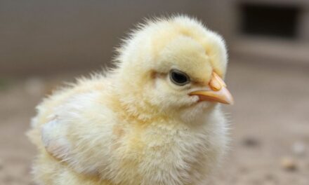 Biegunka u drobiu: Kompleksowy przewodnik po przyczynach, objawach i skutecznym leczeniu