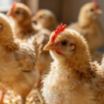 Kompleksowe podejście do zwalczania kokcydiozy u drobiu: od diagnozy po skuteczną profilaktykę