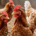 Kluczowe Aminokwasy dla Drobiu: Zwiększ Wydajność i Zdrowie Stada