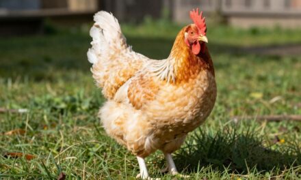 Kurczaki Salmon Faverolles: Urocze i Przyjazne Dodatki do Twojego Podwórka