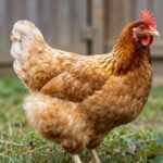 Orpington: Urocza Kura Podwójnego Zastosowania