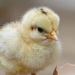 Sekrety reprodukcji u drobiu: Od jajka do pisklaka
