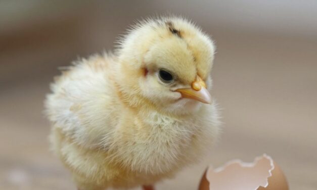 Sekrety reprodukcji u drobiu: Od jajka do pisklaka