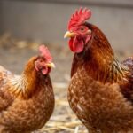 Fizjologia i praktyka: kluczowe aspekty reprodukcji u drobiu