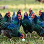 Odkryj Rasę Kur Ameraucana: Kolorowe Jaja i Przyjazne Ptaki