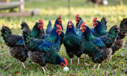 Odkryj Rasę Kur Ameraucana: Kolorowe Jaja i Przyjazne Ptaki